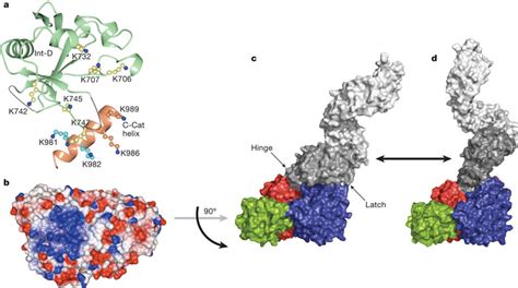 Structure Of The Intervening Domain And Full Length Models Of Human