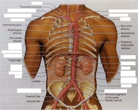 Aorta And Its Branches Diagram Quizlet