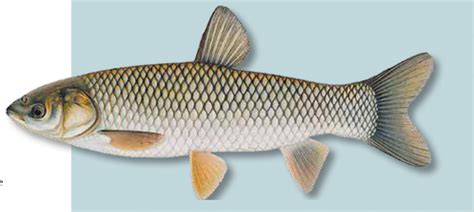 Invasive Grass Carp Threatens Georgian Bay Georgian Bay Great Lakes Foundation