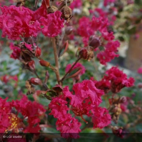 Lagerstroemia Indica Braise D T Tigette