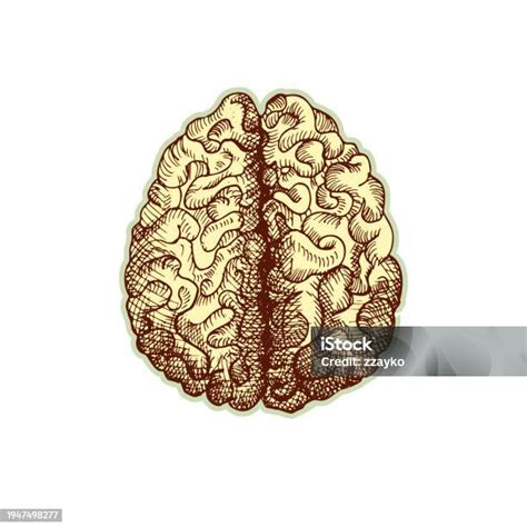 Sticker Of Human Brain Vintage Anatomy Engraving Sketch Organ Isolated On White Background Good