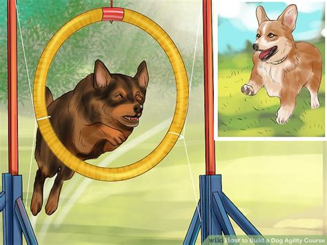 How to Design a Dog Agility Course: 12 Steps (with Pictures)