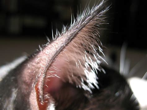 Basic Things to Know About Cat Ear Mites - Cat Diabetes & Cat Care