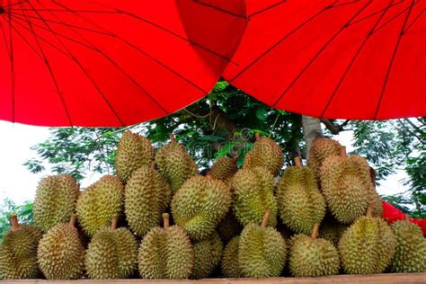 Durian fruit in Thailand. stock photo. Image of nutrition - 94724702