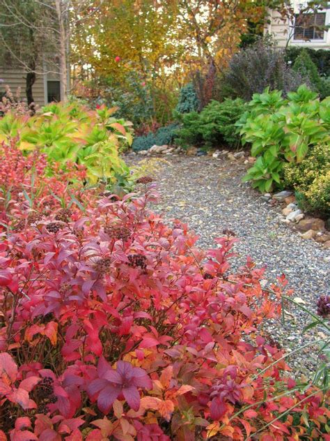 Spirea Japonica Goldflame Zone 4 8 3 4 Ft Tall And Wide Evergreen