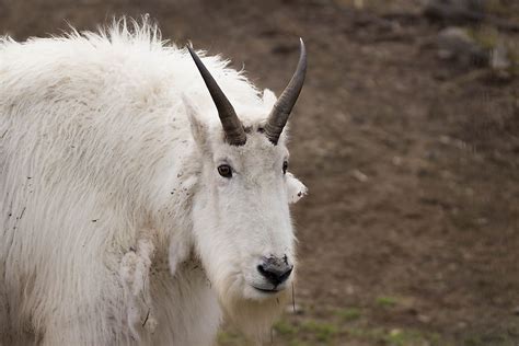 Mountain Goat Facts Animals Of North America Worldatlas