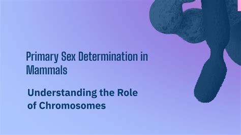 Primary Sex Determination In Mammals By Chirag Sharma On Prezi