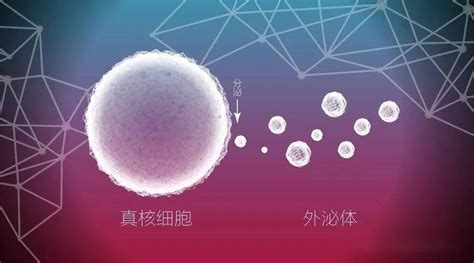 外泌体 Vs 水光针：哪个更有效？答案在这里 知乎