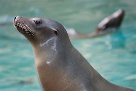 Calli A 17 Year Old Sea Lion Has Died At The National Zoo Wtop News