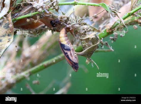 Pupa Of The Box Tree Moth Cydalima Perspectalis In Nature It Is An