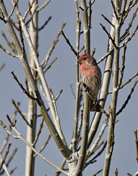 House Finch Bird Wildlife Free Photo On Pixabay Pixabay