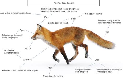 Red Fox Facts Fox Fox Facts