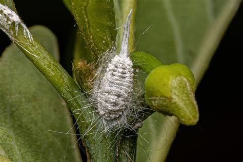 How To Get Rid Of Mealybugs Trusted Since 1922