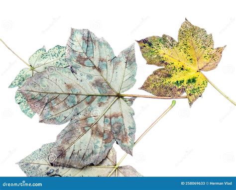 Yellow Sycamore Maple Leaves In Autumn Acer Pseudoplatanus Leaves