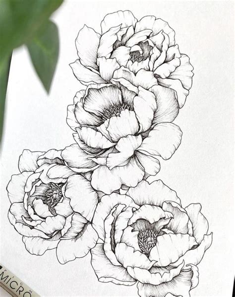 Pin by talina on سكتش رسم Flower drawing Flower art drawing Peony