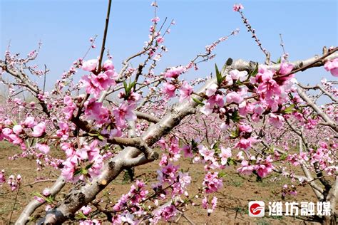 梨花节桃花节，一起瞧瞧安丘“花海”→ 潍坊新闻 潍坊新闻网