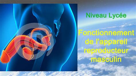 Fonctionnement De Lappareil Reproducteur Masculin Lycée Youtube