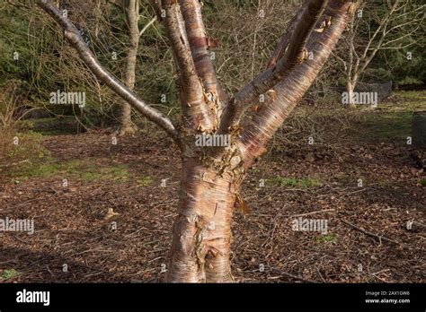 Winter Bark On The Trunk Of A Himalayan Cherry Tree Prunus Rufa In A