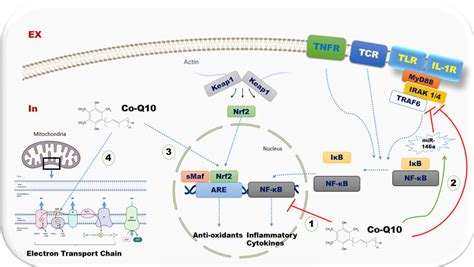 Frontiers Alleviating Effects Of Coenzyme Q10 Supplements On Biomarkers Of Inflammation And