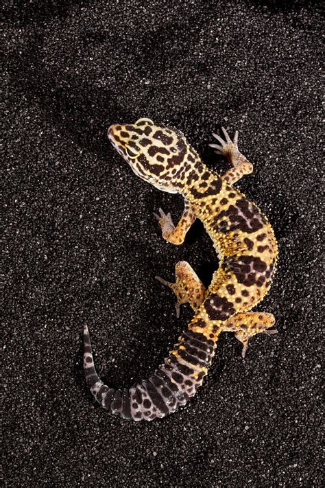 Leopard Gecko Eublepharis Macularius Photograph By David Kenny Pixels