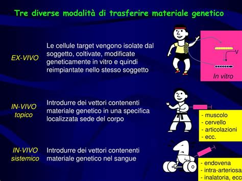 Ppt Sviluppo E Plasticità Del Tessuto Muscolare Powerpoint Presentation Id 3698183