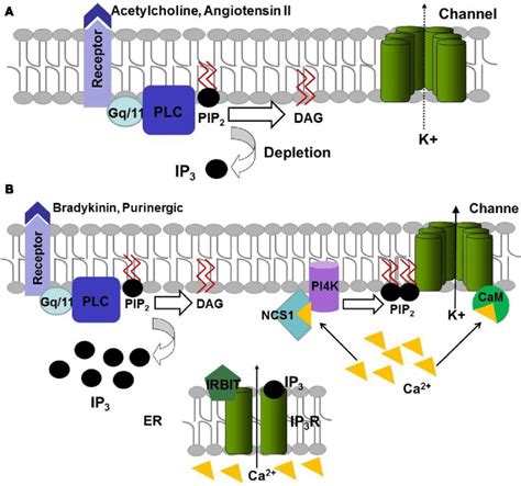 Model Of Regulation Of KCNQ Channels Function By The Gq Signaling