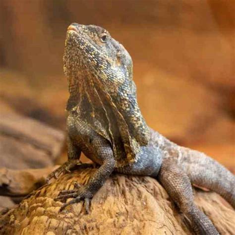 The Ultimate Frilled Lizard Pet Guide – Regarding Reptiles