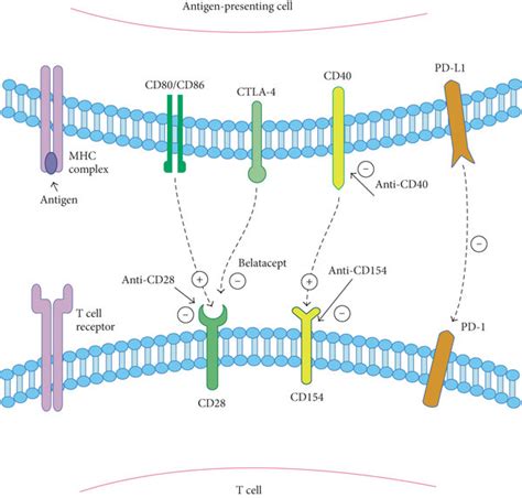 Costimulation Pathways In T Cell Regulation Upon Mhc Antigen