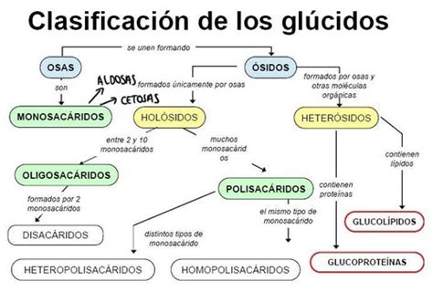 Tema Los Gl Cidos Quizlet