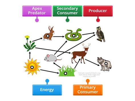 Food Web - Labelled diagram