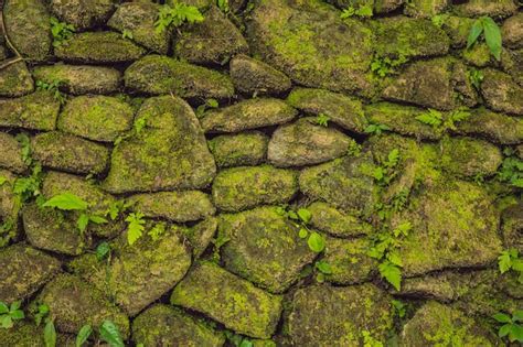 La Textura Del Viejo Muro De Piedra Cubierto De Musgo Verde En Fort