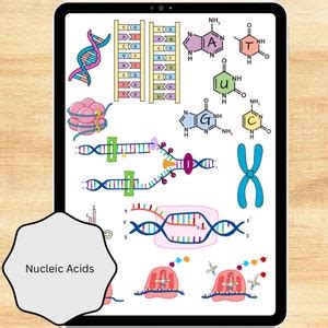 Digital Stickers For Biology Biochemistry Nursing And Medical