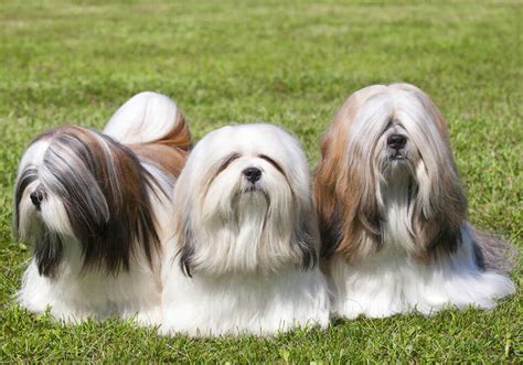 Lhasa Apso Puppies for Sale Near Me | Central Park Puppies