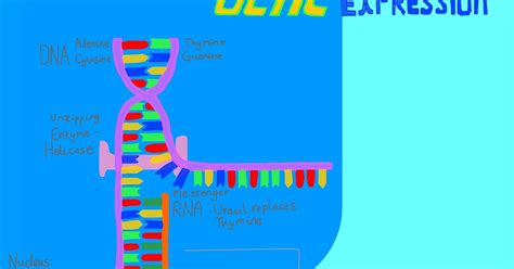 Masters Project Science Animation: Infographic RNA Translation