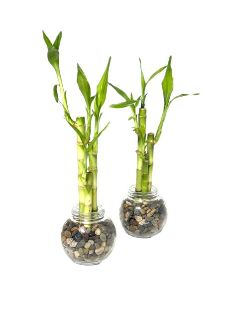 Set Of Two Live Lucky Bamboo 3 Stalk Arrangements 46 And 8 Straight