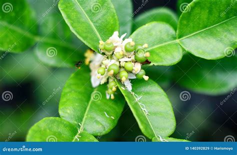 Kaffir lime flower stock image. Image of jeruk, makrut - 140392829