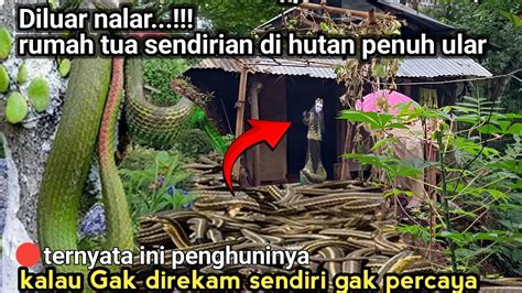 Asli Nyata Diluar Nalar Rumah Gubug Tua Dekat Buk Is Penuh Ular Besar