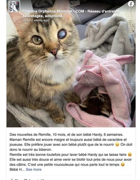 Une chatte borgne au lourd passé enfin a retrouvé goût à la vie malgré