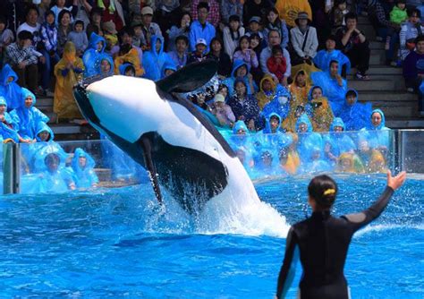 Captive Orcas Inherently Wild