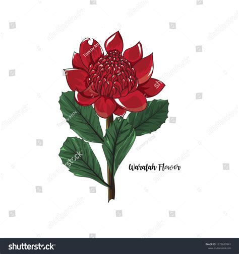 Hand Drawn Waratah Floweraustralia Native Plant Stock Vector (Royalty ...