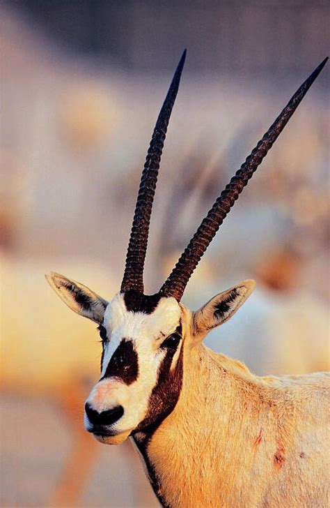 Arabian Oryx Oryx Leucoryx Art Print By Martin Zwick