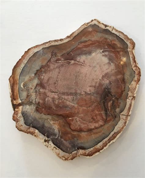 PETRIFIED WOOD// Fossilized Wood// FOSSILS// Healing Gemstones// Healing Tools// Healing Fossils ...