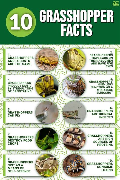 10 Key Facts About Grasshoppers - A-Z Animals