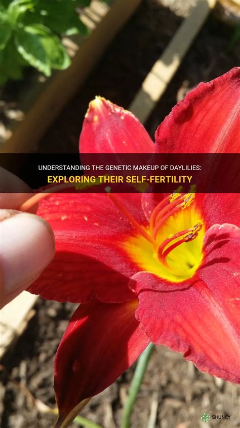 Understanding The Genetic Makeup Of Daylilies Exploring Their Self Fertility Shuncy