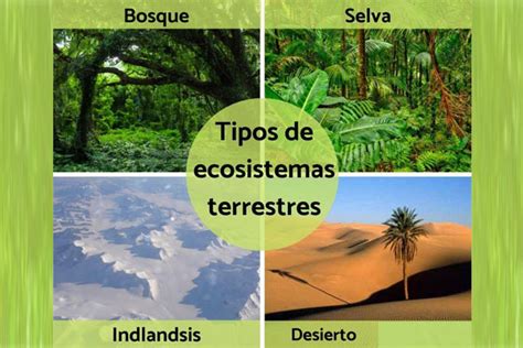 Ecosistemas terrestres: espacios en los que hay seres vivientes