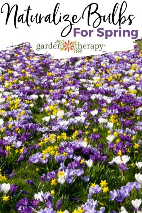 Naturalizing Bulbs For Spring In The Garden Lawn Garden Therapy