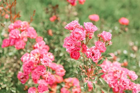 English Roses in the House & Garden: David Austin's The English Roses