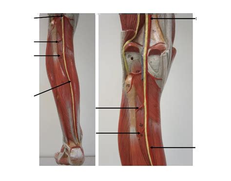 Leg Blood Vessels - pt. 2 Quiz