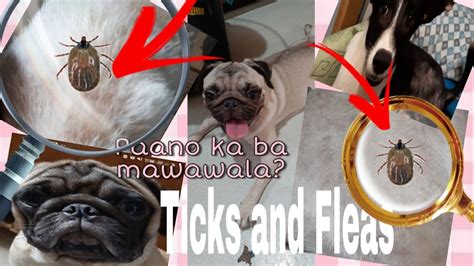 How To Treat Tick And Fleas Gamot Sa Garapata Mas Mura Kaysa Sa Iba