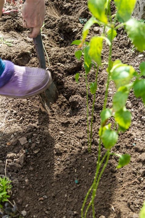 Digging Holes with a Shovel Stock Photo - Image of humus, human: 91092008